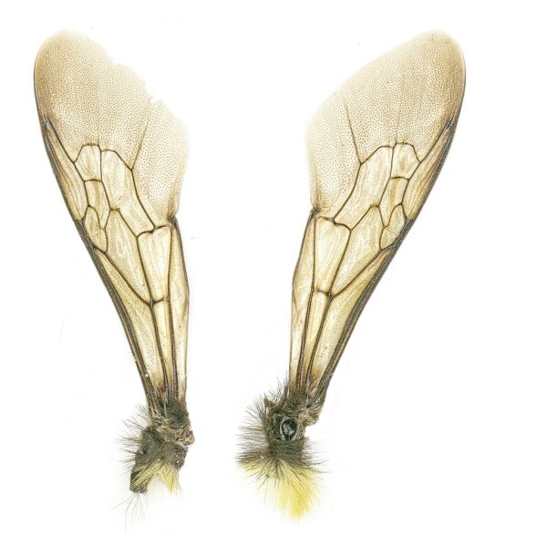 Крылышки мухи