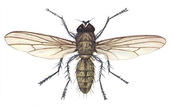 Мушки отряд Двукрылые