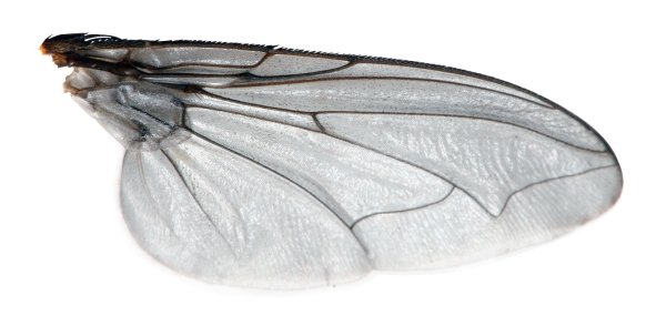 Крылья мухи