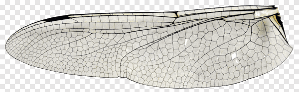 Текстура крыльев насекомых