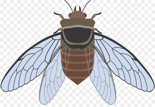 Крылья клопов