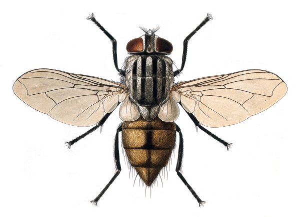 Муха (Musca domestica domestica)