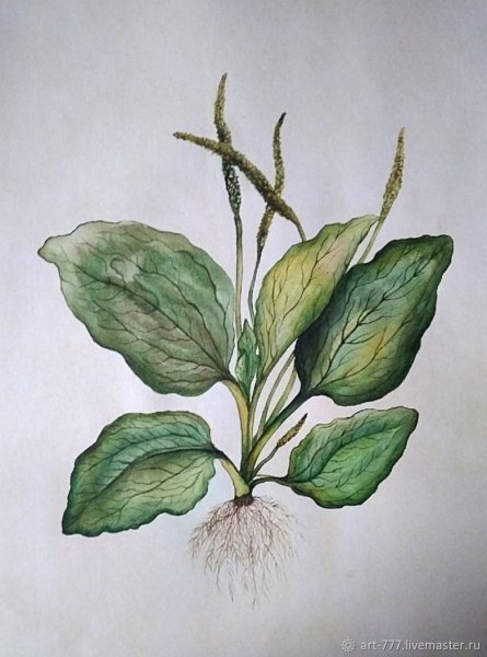 Ботанический атлас подорожник обыкновенный