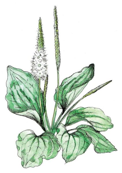 Подорожник большой широколистный