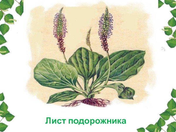 Подорожник для детей