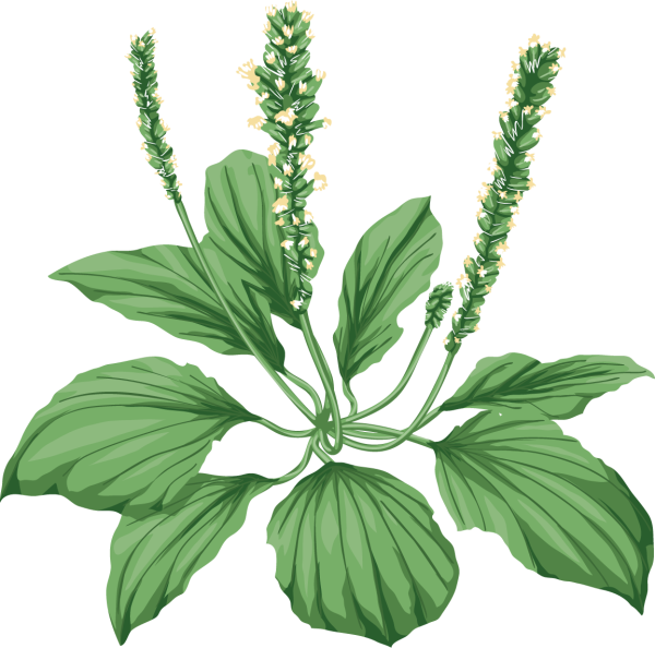 Подорожник Фармакогнозия