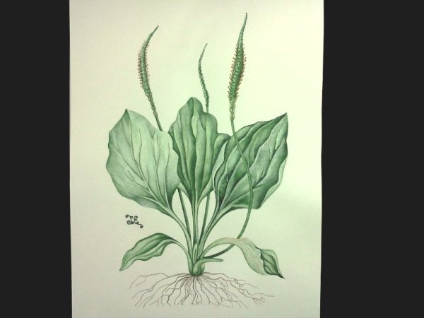 Подорожник акварель