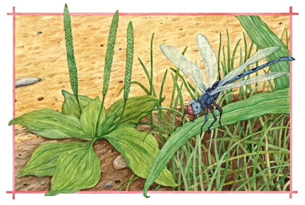 Подорожник в живописи