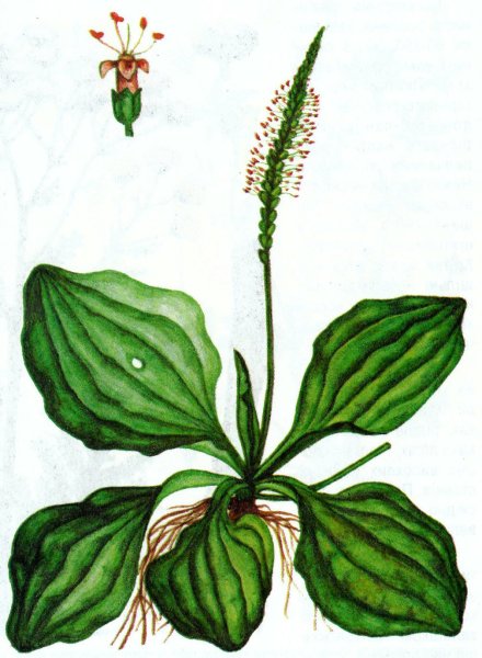 Подорожник растение