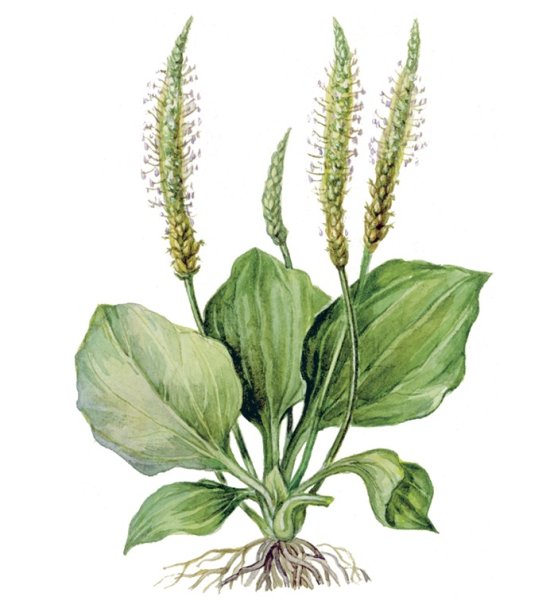 Подорожник обыкновенный