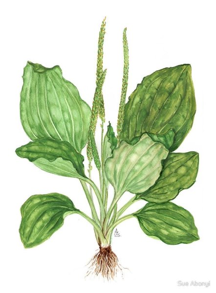 Подорожник большой (Plantago Major l.) гербарий