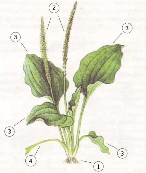 Подорожник ( Plantago Major)