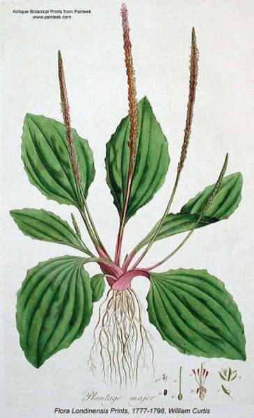 Подорожник гербарий