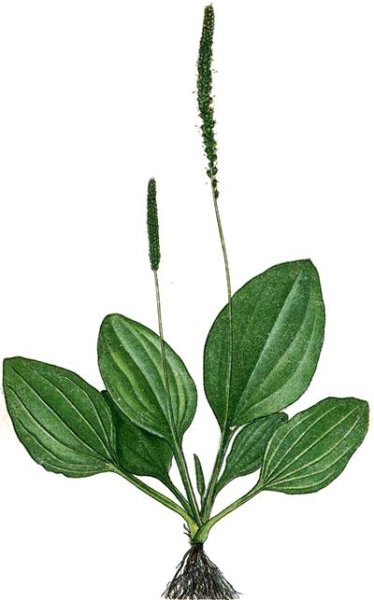 Подорожник большой Фармакогнозия