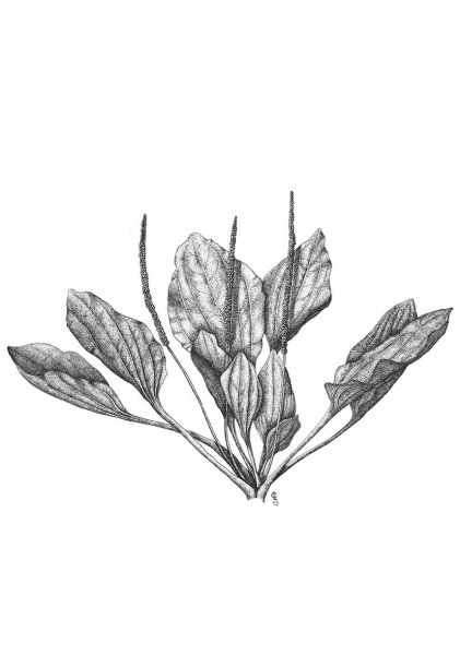 Plantago Major Ботанический рисунок