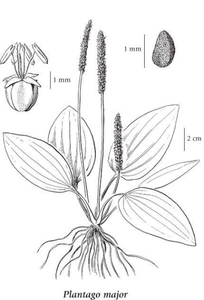 Подорожник большой