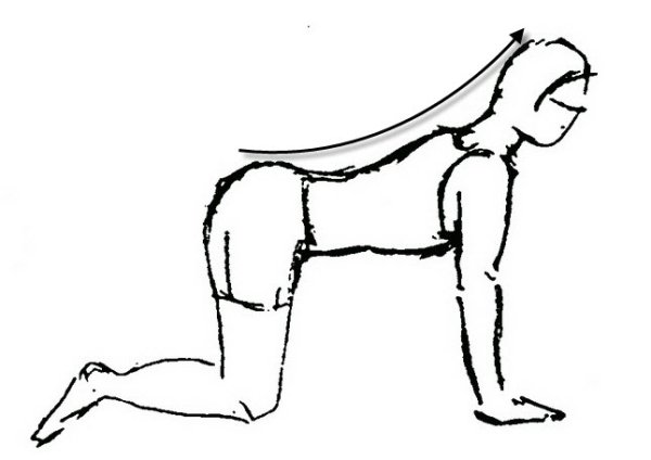 Стоя на четвереньках