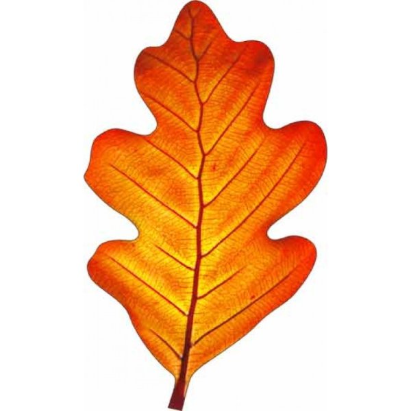 Осенние листья дуба