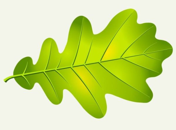 Листок дуба