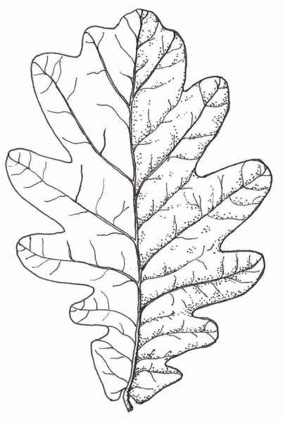 Дубовый лист трафарет для вырезания