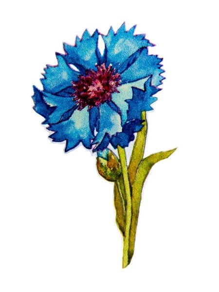 Цветок Василек для детей