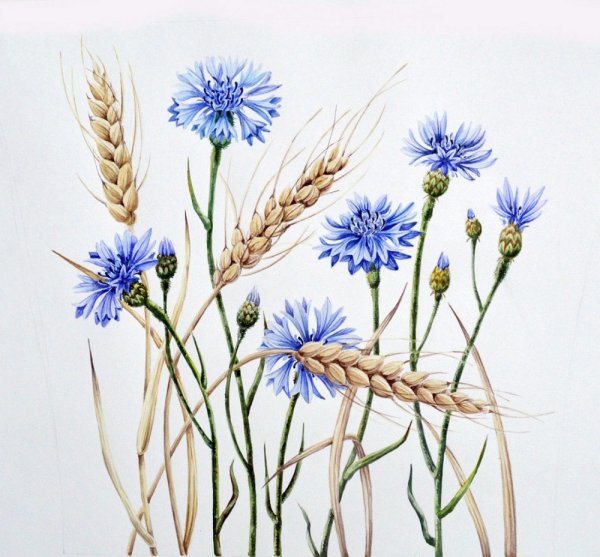 Ботаническая иллюстрация Василек акварель