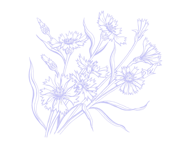 Василек цветок вектор