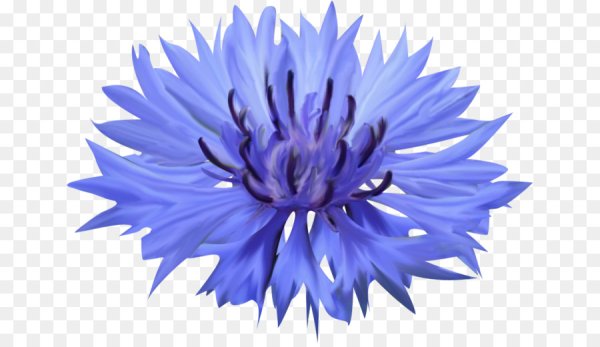 Василек цветок цветной