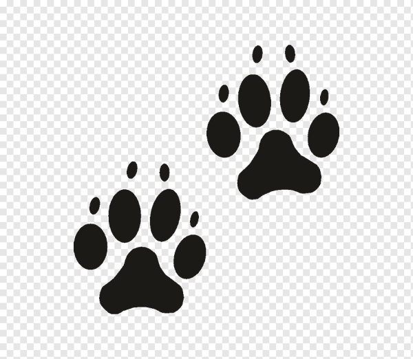 След собаки