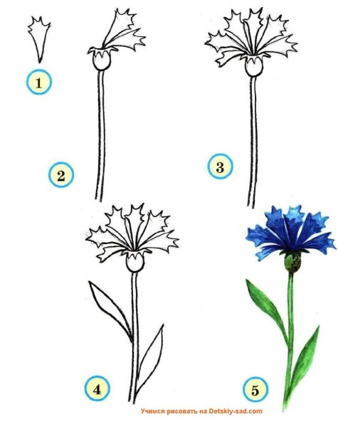 Поэтапное рисование цветов
