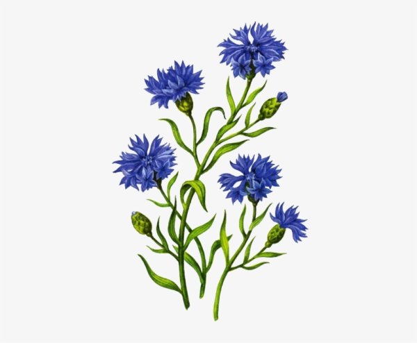 Васильки мультяшные