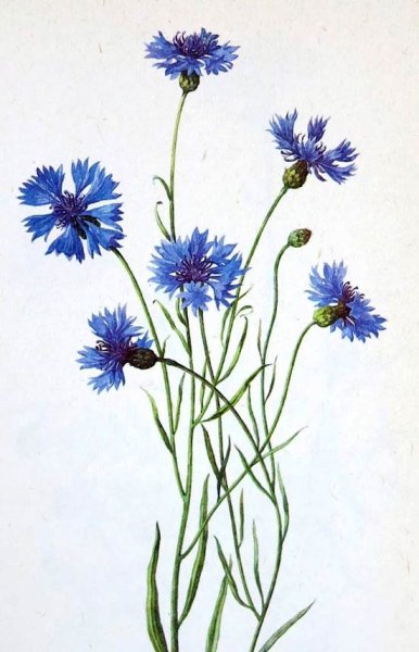 Василек синий цветки гербарий