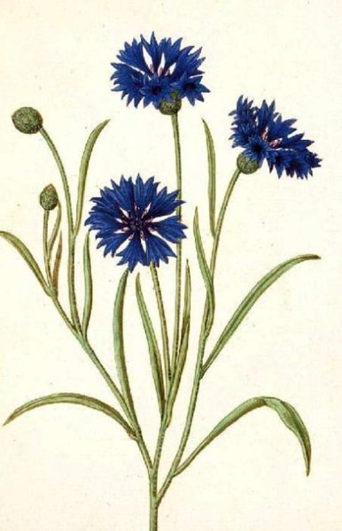 Василек Луговой гербарий