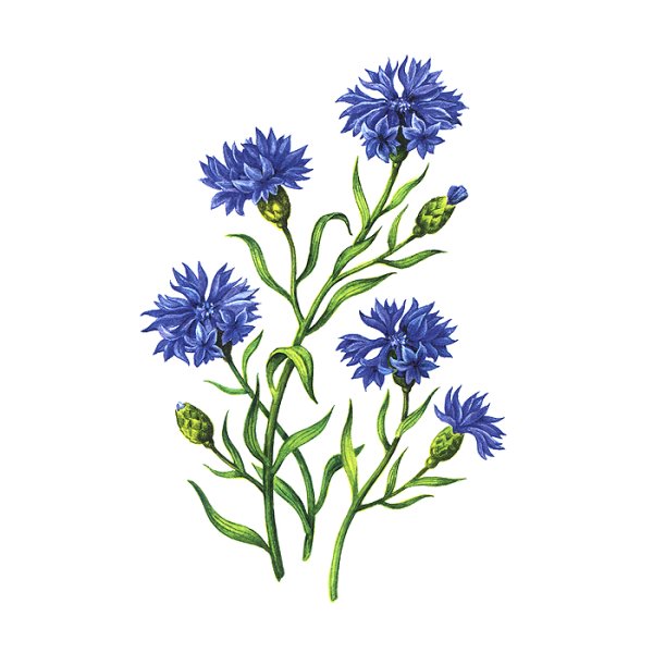 Василек вышивка