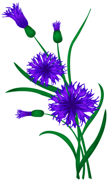 Васильки рисунок