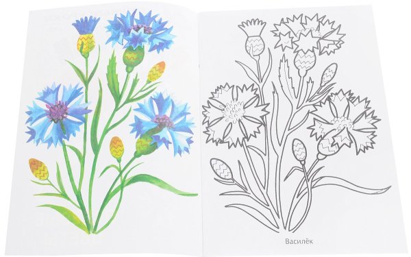 Полевые цветы раскраска