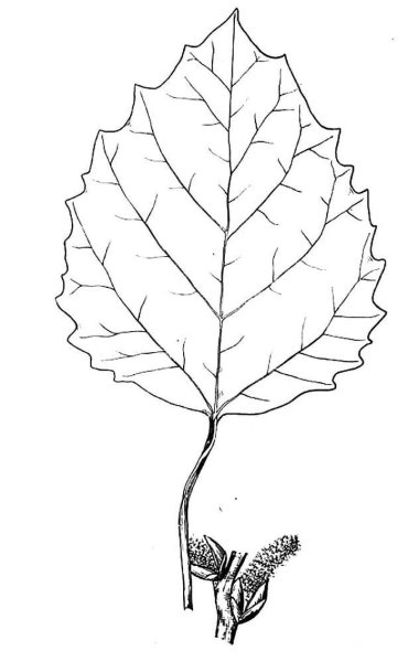 Лист осины раскраска