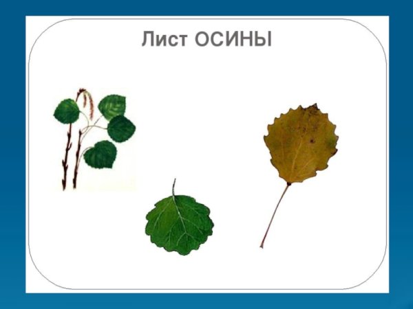 Лист осины рисунок