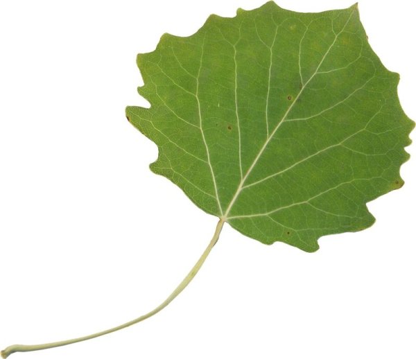 Осенние листья осины