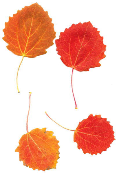 Лист березы раскраска