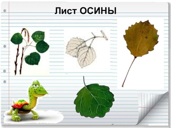 Осина биология