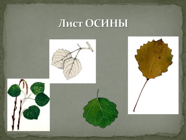 Осенние листья осины