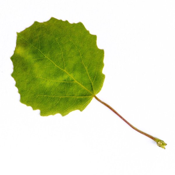 Силуэт листьев