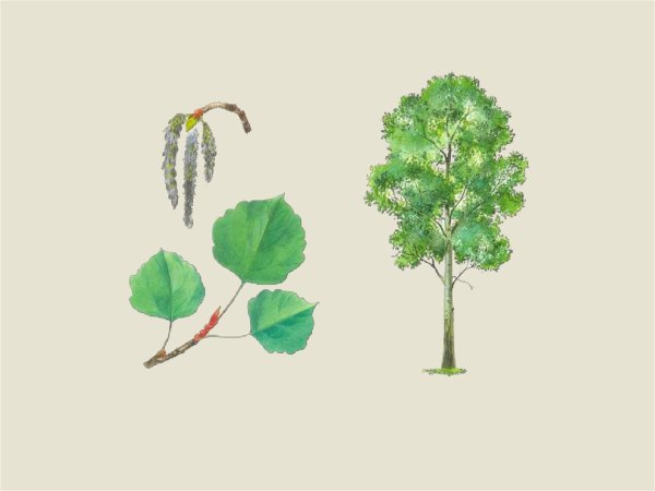 Лист осины раскраска