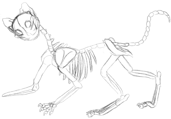 Скелет кошки референс