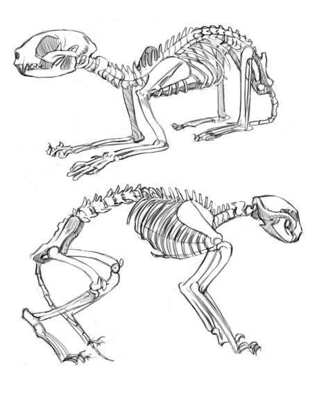 Скелет кота анатомия