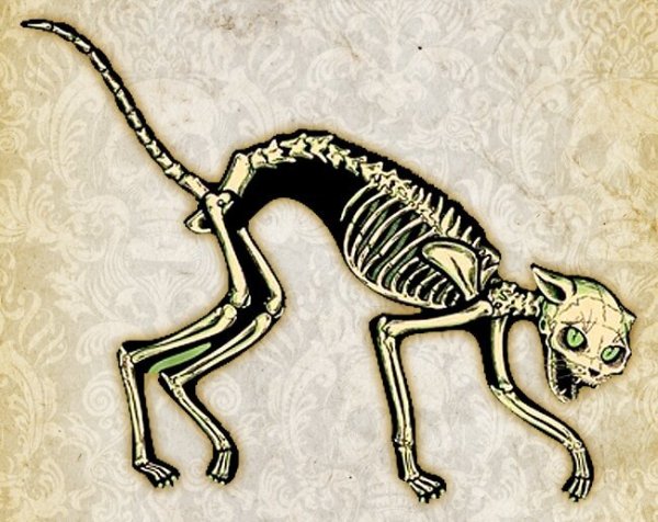 Полный скелет кошки