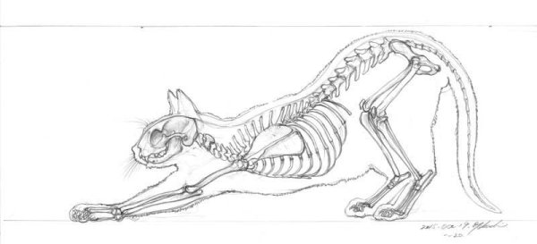 Скелет кота сбоку