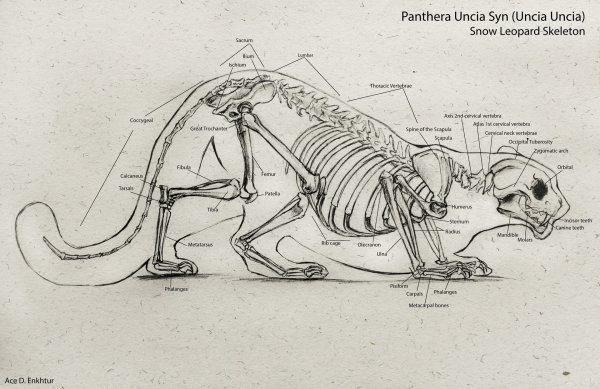 Строение лап гепарда
