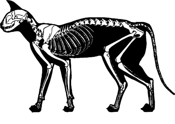 Скелеты животных для детей
